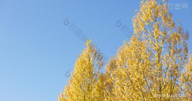 蓝天下的秋天桦树金色美景